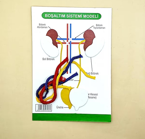 boşaltım sistemi deney seti