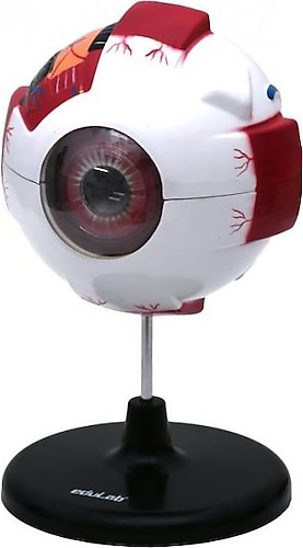 GÖZ MODELİ