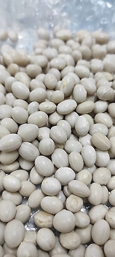 SARILAR Ispir Kuru Fasulye 1 Kg